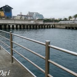 真冬でもサビキでアジが！